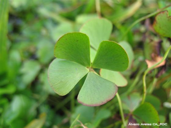 Marsilea hirsuta R.Br.